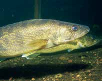 Des poissons dorés vivent dans le dernier bassin de traitement des eaux de l’usine, afin de s’assurer que celle-ci est parfaitement purifiée. Une démarche qui n’est pas due à la mode de l’écologie : il y a vingt ans que Loro Piana a mis en place ce système, qui est un peu l’oeuvre de la famille.